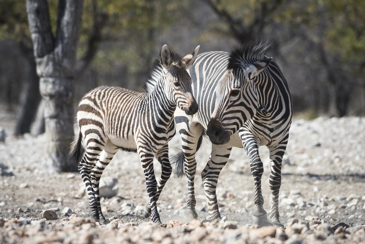 Ongava Lodge Okaukuejo Eksteriør bilde